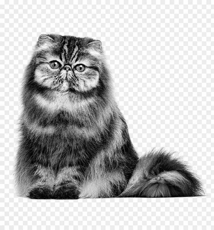 Petsmart Cats Persian Cat British Shorthair Maine Coon Siamese American PNG