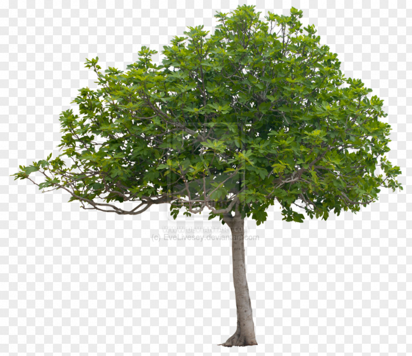 Tree Planting Oak Shrub Nursery PNG