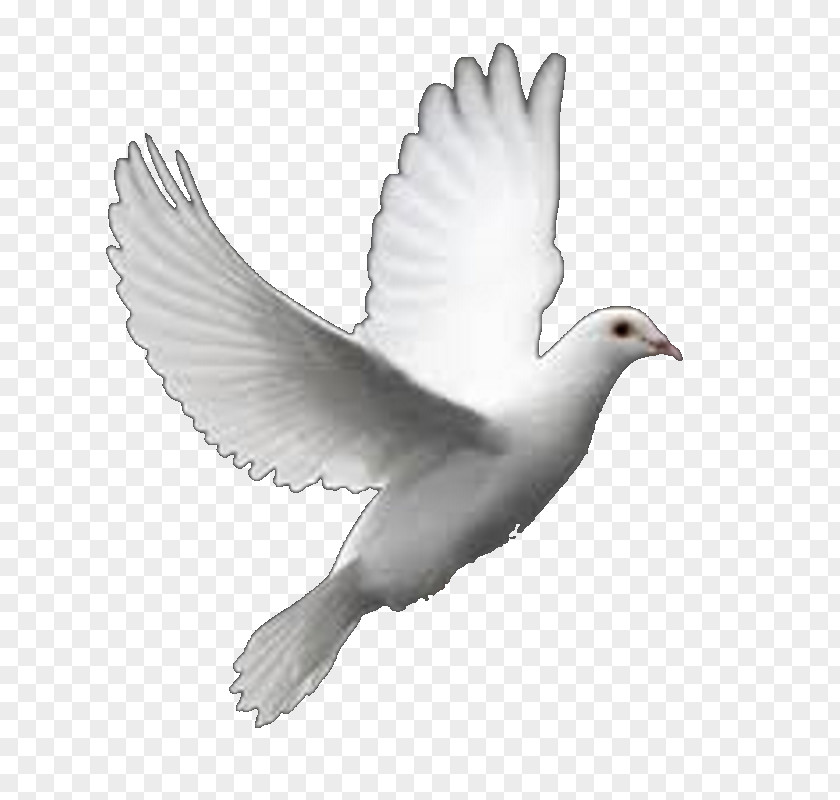 Bird Columbidae Perfect Flight White Dove Releases Clip Art PNG