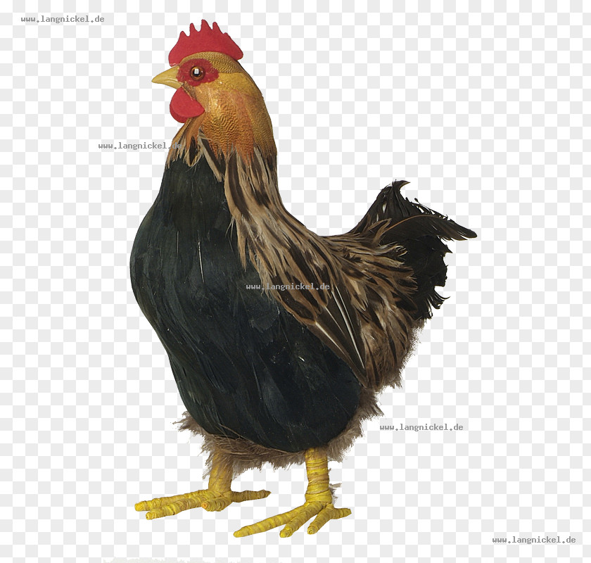 Chicken Rooster Bird Poultry Fowl PNG