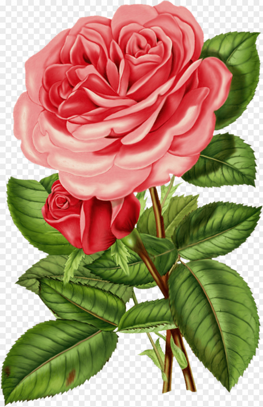 Flower Paint Rose Vintage Clothing Clip Art PNG