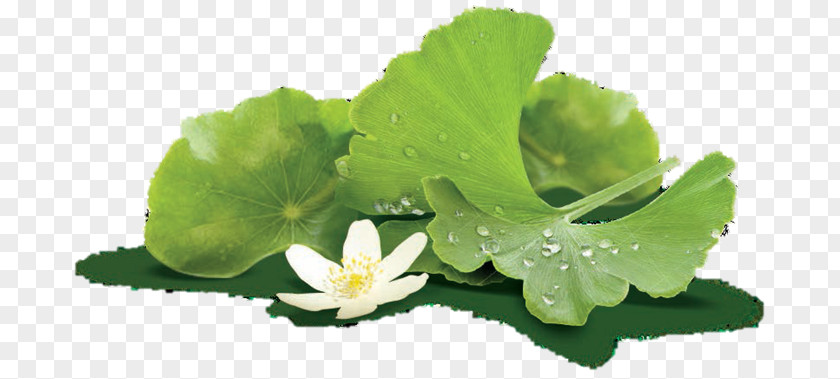 Ginkgo-biloba Ginkgo Biloba Dietary Supplement Lecithin Extract Spring Greens PNG