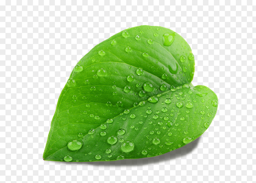Leaf Stock Photography Image Shutterstock Vector Graphics PNG