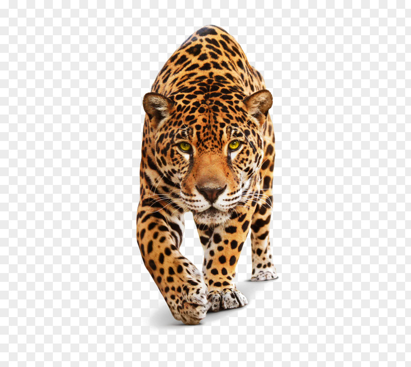 Leopard Jaguar Black Panther Felidae Lion Tiger PNG