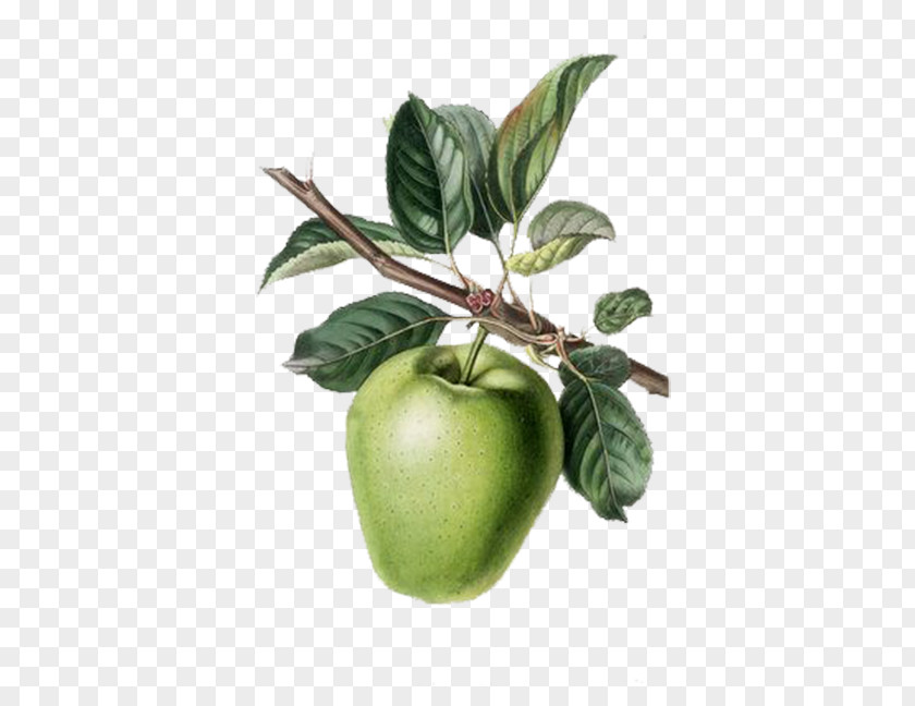 Painted Green Apples With Sticks, Leaves Apple Fruit Tree Painting Rootstock Berry PNG