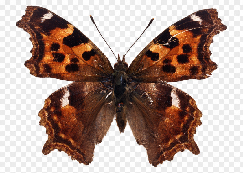Butterfly Insect Nymphalidae Polygonia C-album C-aureum PNG