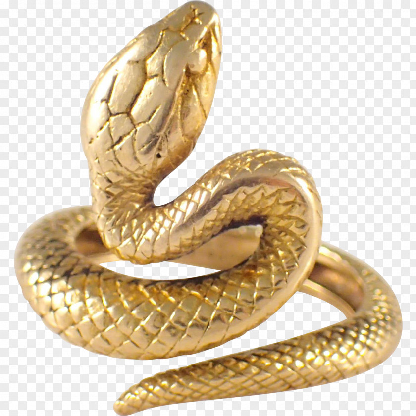 Anaconda Rattlesnake Gold Reptile Vipers PNG