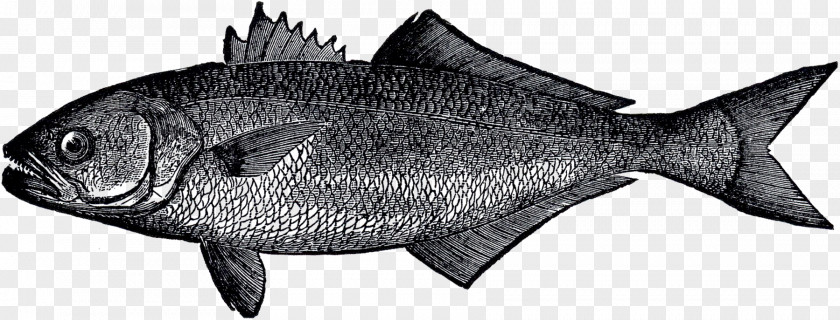 Fish Milkfish Marine Biology Products Mammal PNG