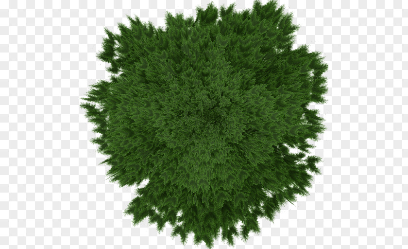Leaf Spruce Subshrub Evergreen PNG