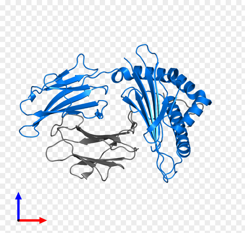 Major Histocompatibility Complex Beta-2 Microglobulin Human Leukocyte Antigen MHC Class I Transmembrane Protein PNG