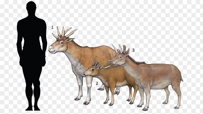 Roe Deer Fawn Drawing Of Family PNG