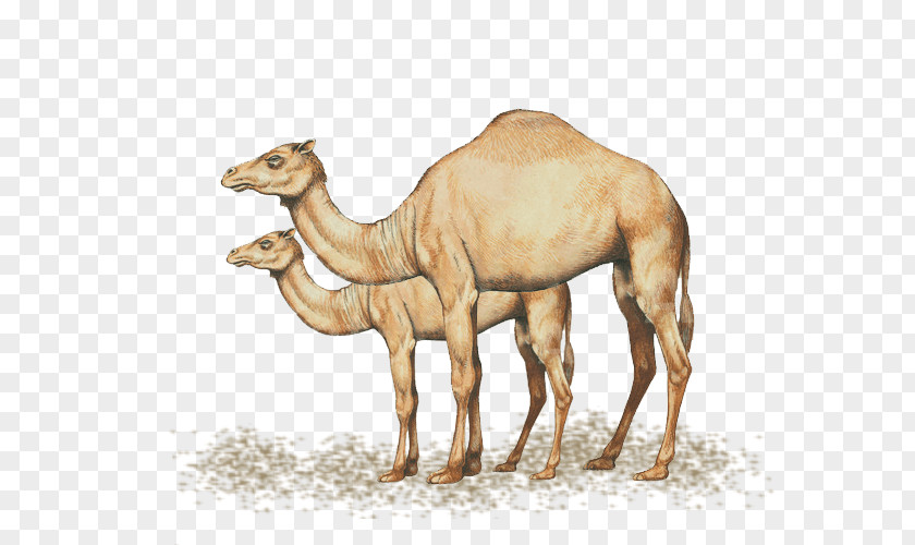 Tshirt Dromedary T-shirt Ornament CafePress Design PNG