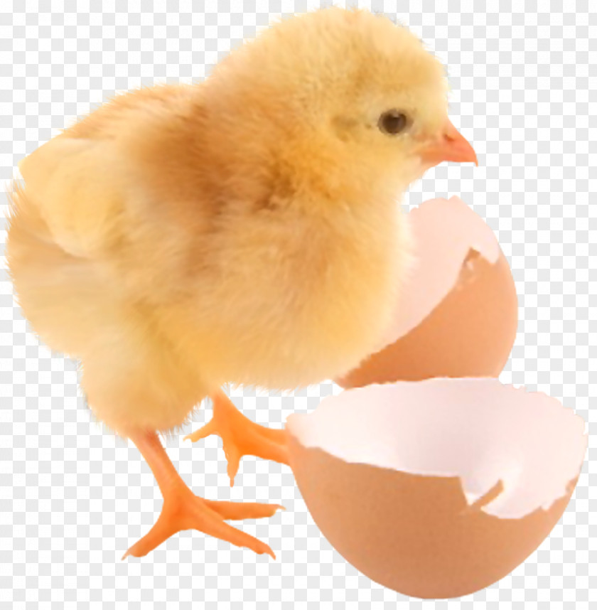 Chicken Eggshell Kifaranga Information PNG