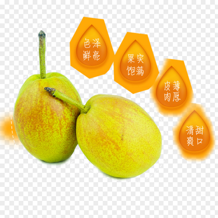 Pear Tangelo Fruit Food PNG