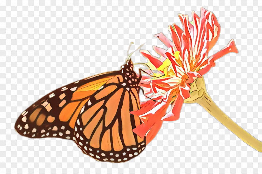 Queen Pollinator Monarch Butterfly PNG