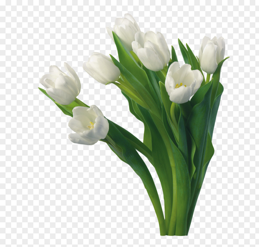 Tulip Flower Desktop Wallpaper Rose White PNG