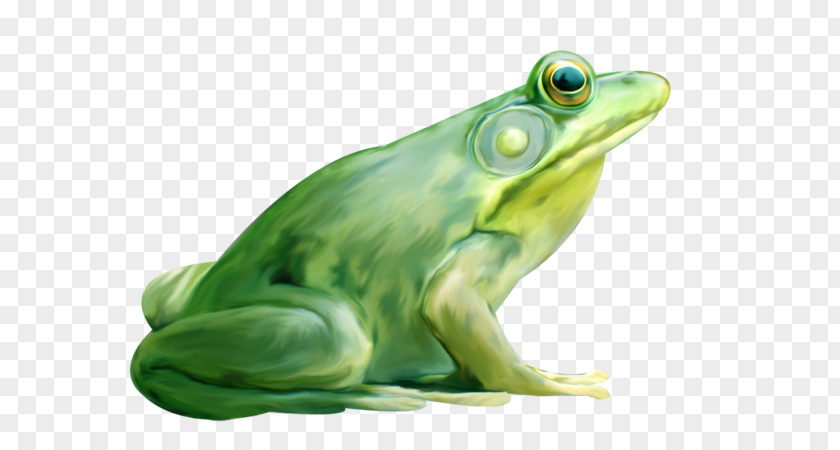 A Frog American Bullfrog True Lithobates Clamitans PNG