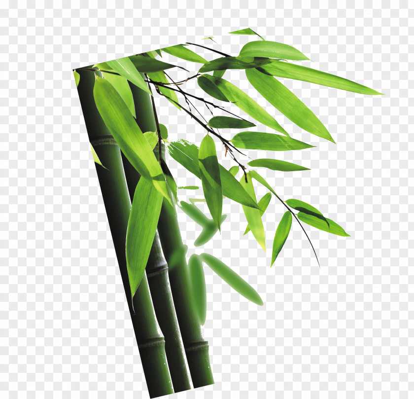 Bamboo Euclidean Vector PNG