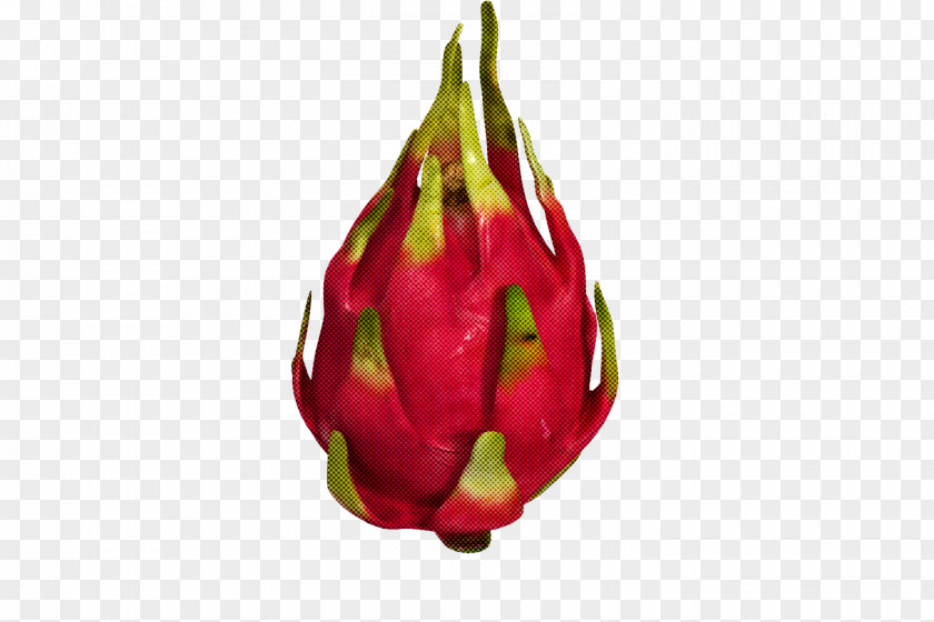 Bud Plant Dragonfruit Flower Pitaya PNG
