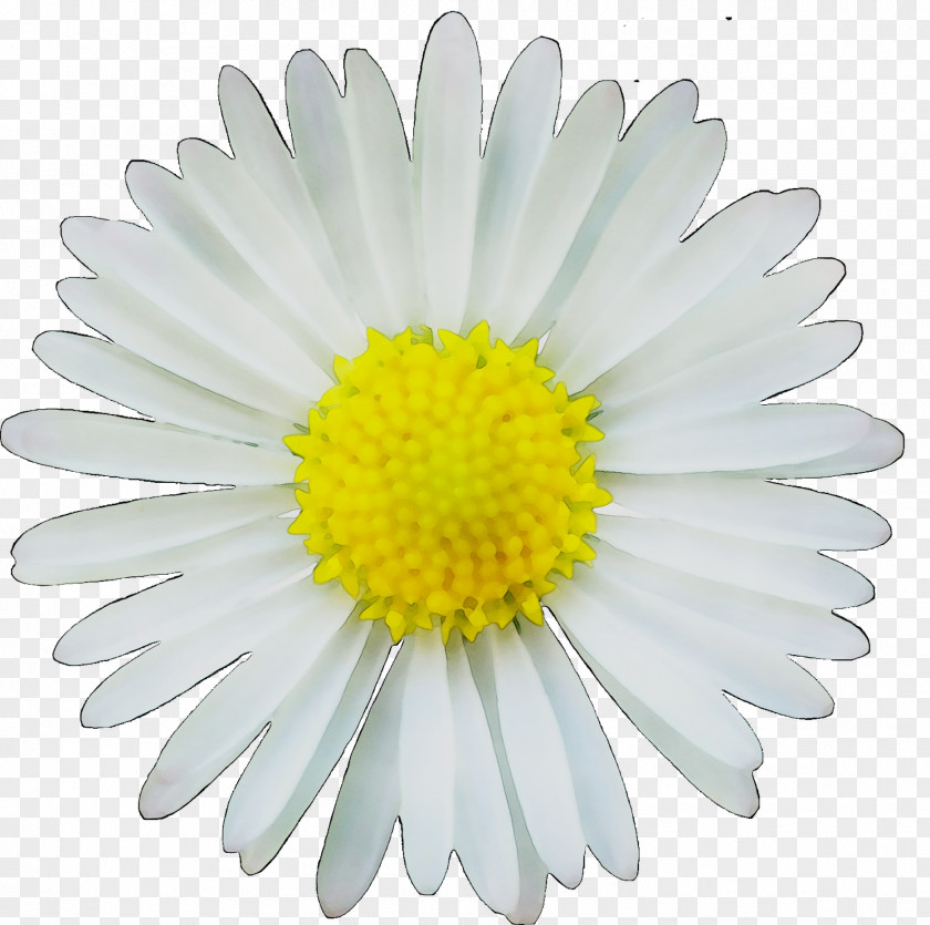 Clip Art Image Common Daisy Drawing PNG