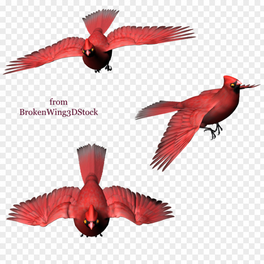 Digital Art Bird DeviantArt Beak PNG