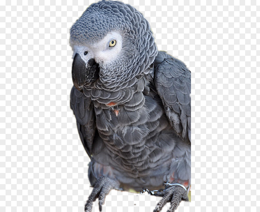 Gray Parrot Bird Parrots Grey Animal PNG