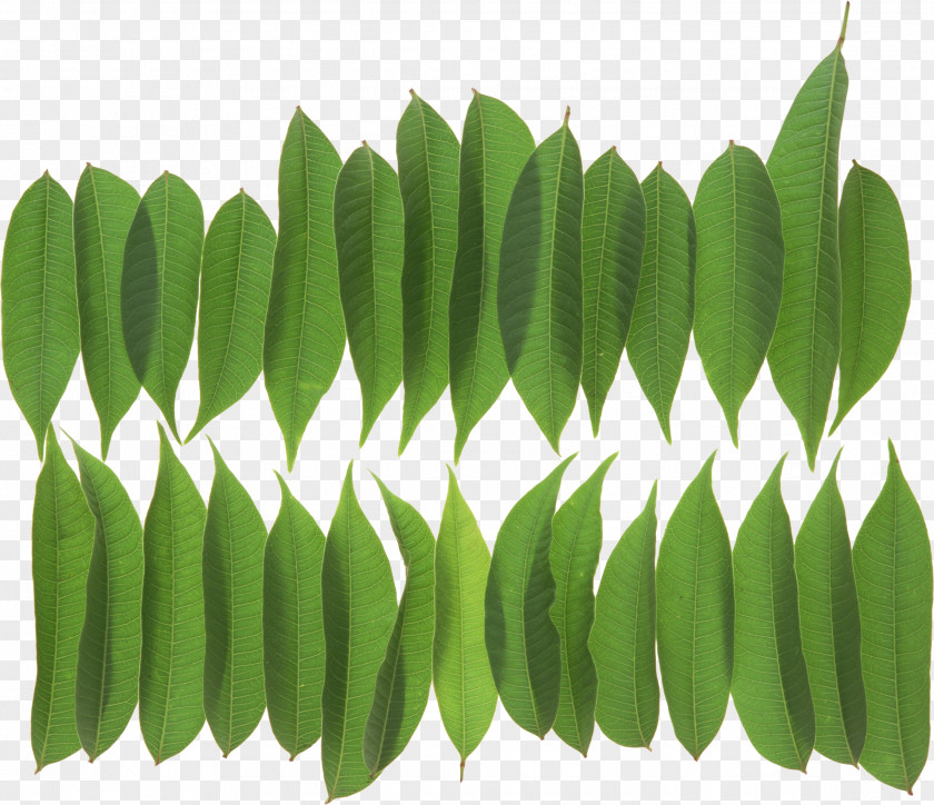 Green Leaves Potted Buckle Leaf Plant Stem Clip Art PNG