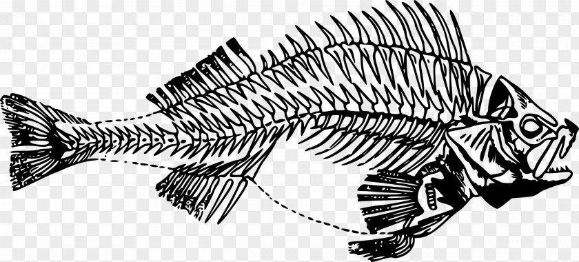 Pisces Fish Bone Skeleton Clip Art PNG
