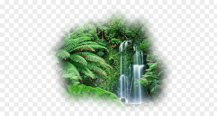 Australia Cloud Forest Amazon Rainforest Tropical PNG