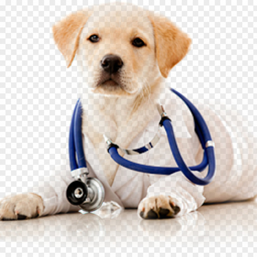 Dog Cat Veterinarian Pet Health Care PNG