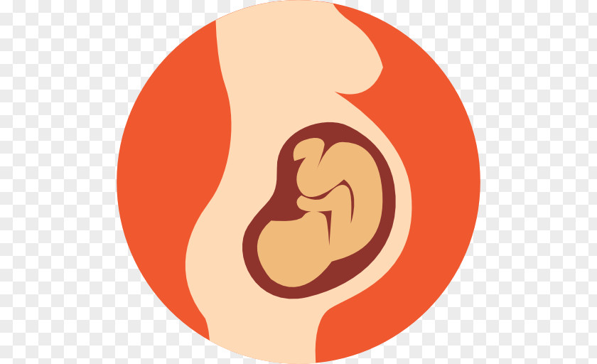 Pregnancy Fetus Infant PNG