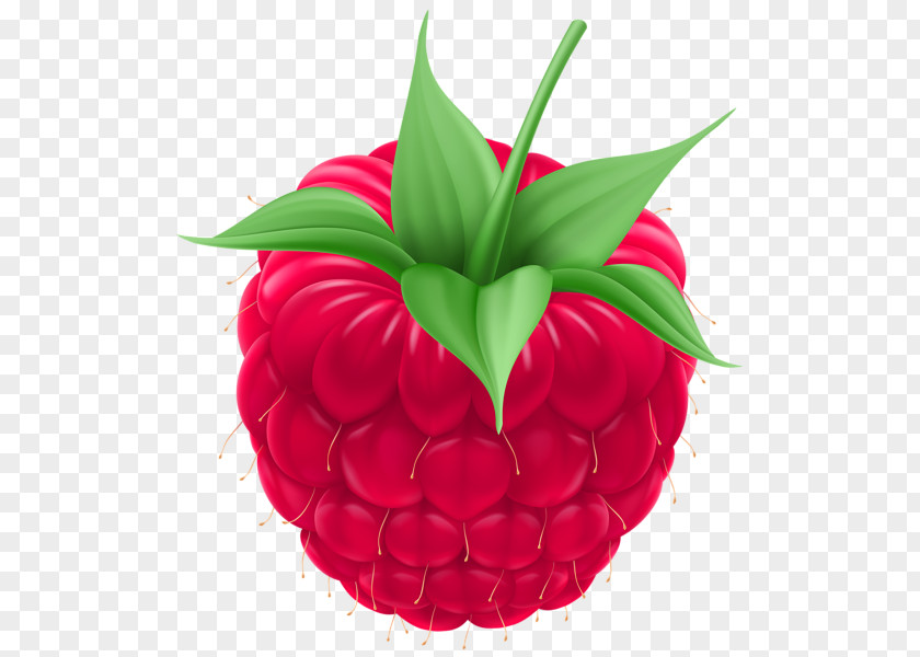 Raspberry Stock Photography Fruit Clip Art PNG