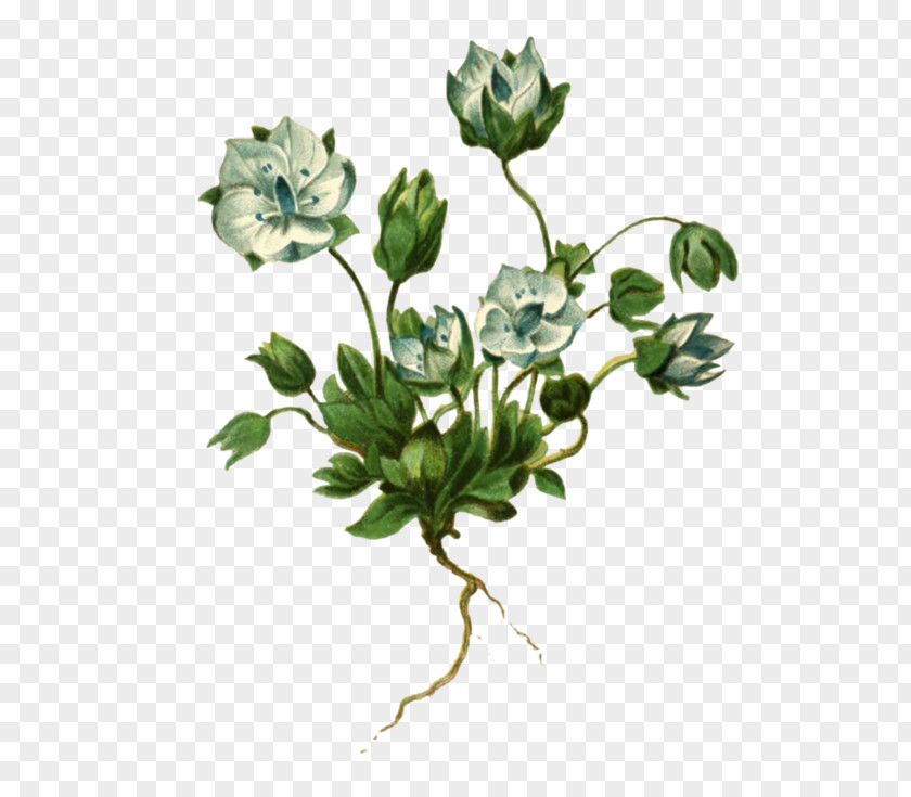 Rosemary Hand Painted Flower Image Lomatogonium Design PNG