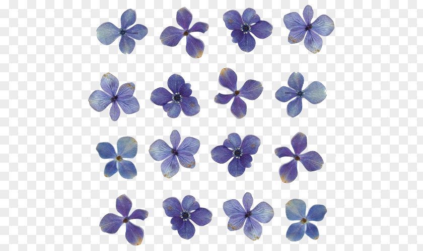 Blue Flowers Pressed Flower Craft Light Floral Design PNG