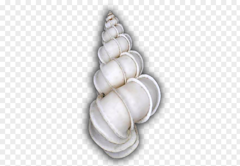 Seashell Gastropod Shell Conchology Cockle Gastropods Epitonium Scalare PNG