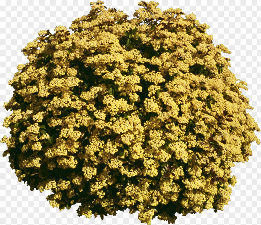 Bushes Tree Plant Yellow PNG