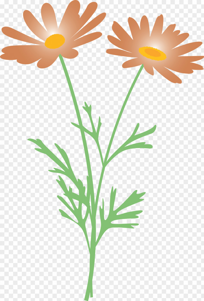 Marguerite Flower Spring PNG