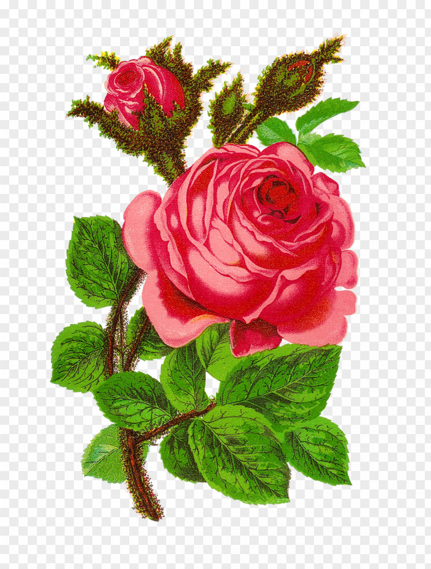 Pink Rose Flower Arrangements Garden Roses Clip Art Floral Design Openclipart PNG