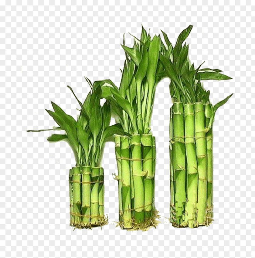 Plant Lucky Bamboo Tropical Woody Bamboos Houseplant Guiana Chestnut PNG