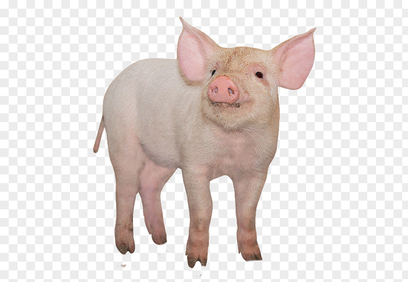 White Pig Large Miniature Stock Photography Royalty-free PNG