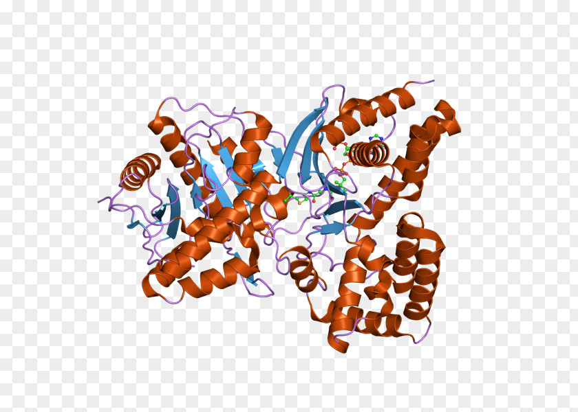 Choline Acetyltransferase Acetylcholine Enzyme PNG
