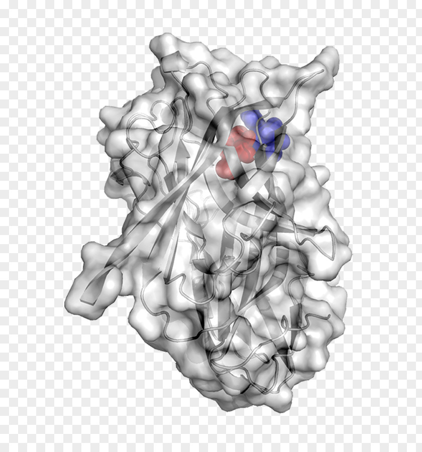 Cleaves ase F Glycan N-linked Glycosylation Asparagine Glycomics PNG