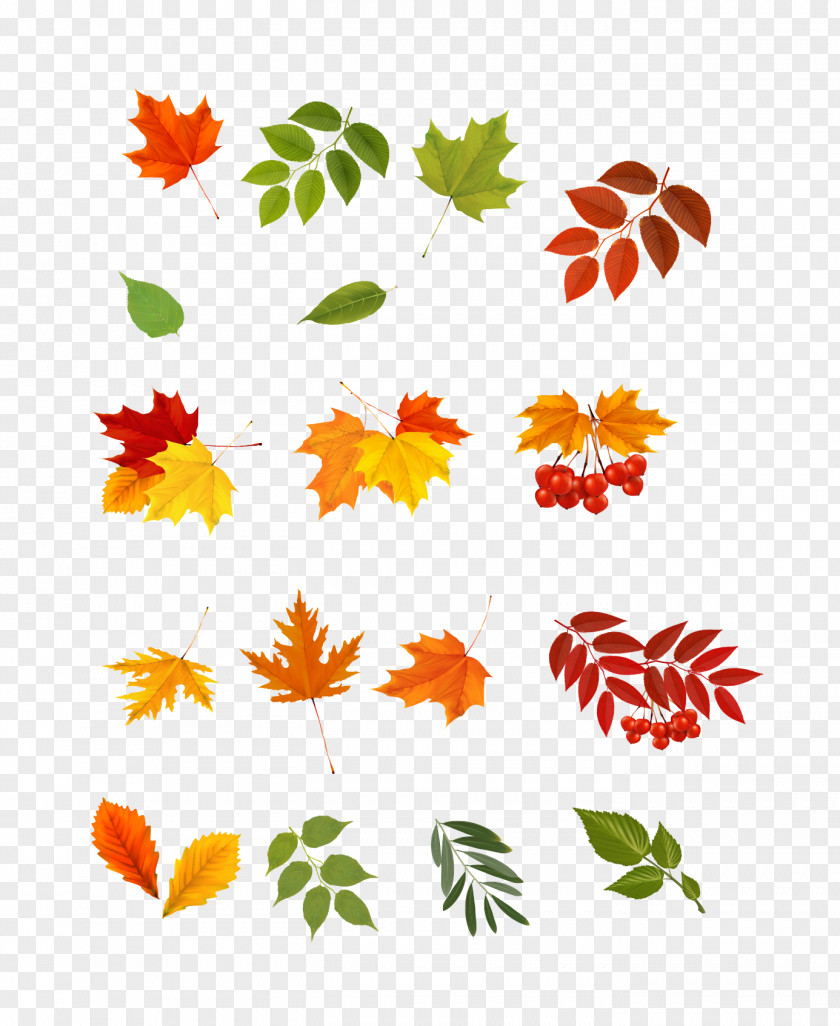 Creative Autumn Leaves Leaf Photography Clip Art PNG