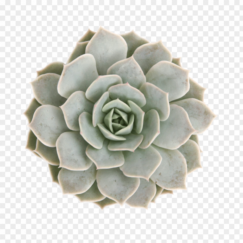 Iphone Succulent Plant Echeveria Elegans Rosette IPhone Mobile Phone Accessories PNG