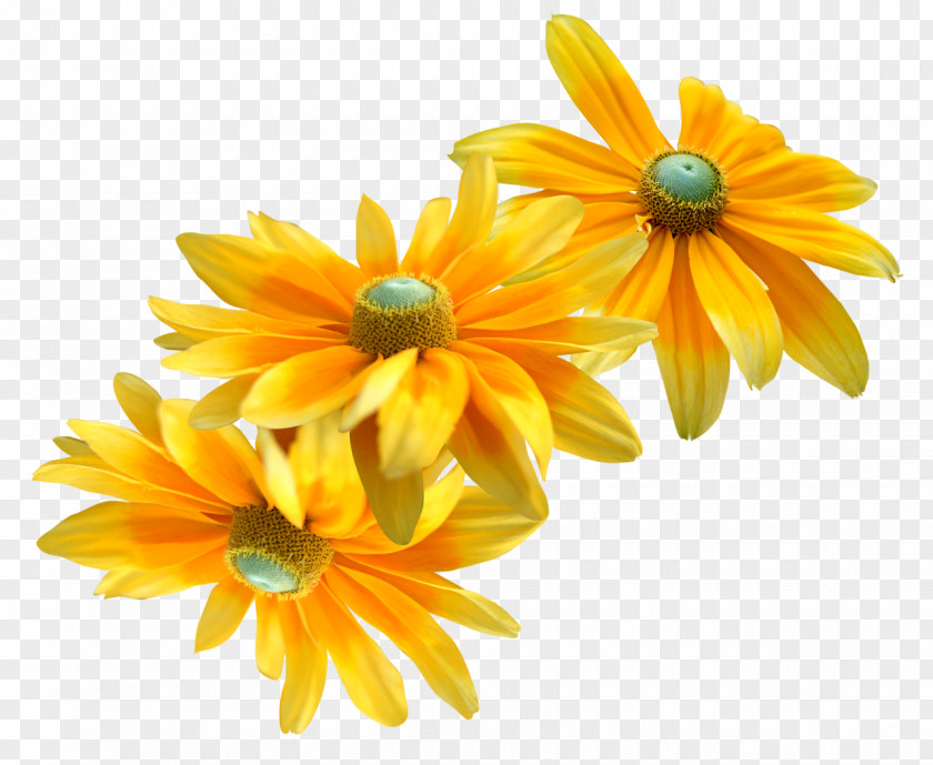 Sunflower Flower Web Browser Clip Art PNG