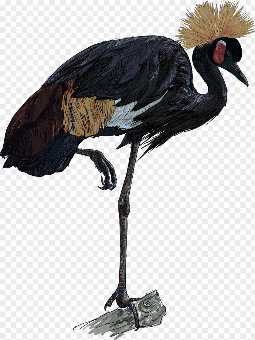 Crane Africa Grey Crowned Bird PNG