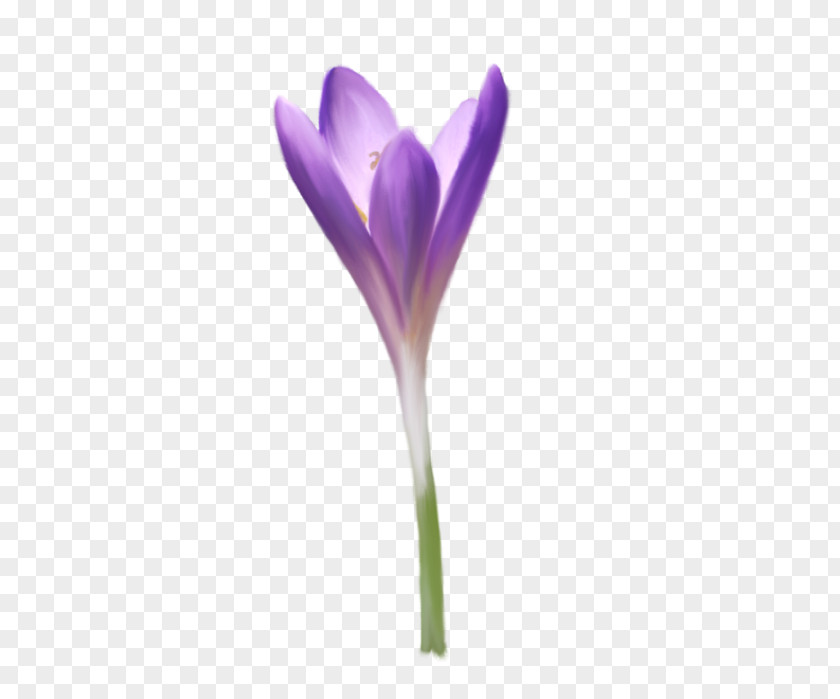 Crocus Violet Plant Stem Herbaceous Plants PNG