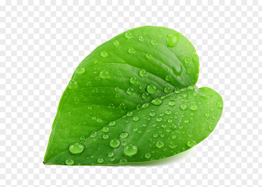 Green Leaf Drop Dew Stock Photography PNG