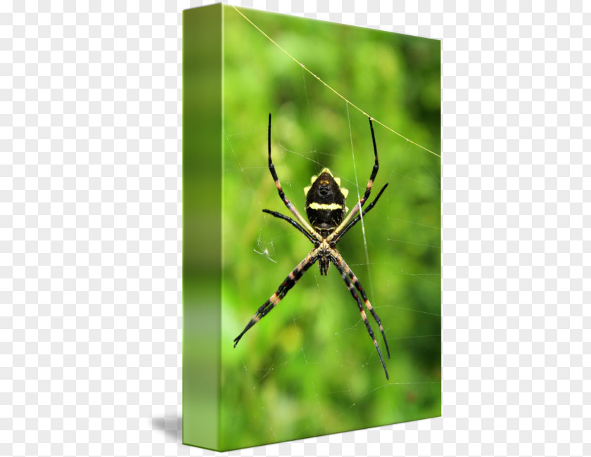 Orb Weaver Spider European Garden Argiope Insect Photography PNG