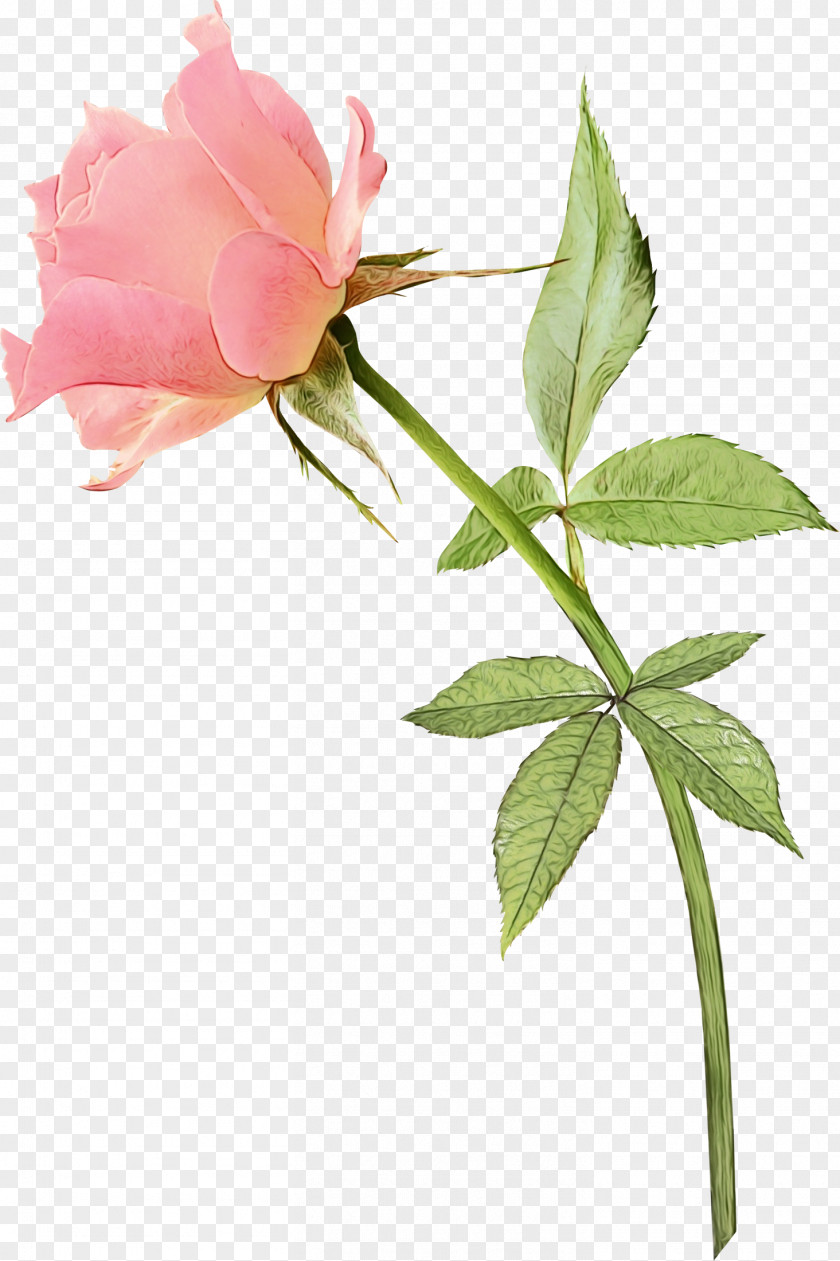 Prickly Rose PNG